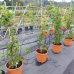 Aktinídia mini kiwi ´ISSAI´ (arguta) - výška 130-140 cm, kont. C20L (-26°C) - NA KONŠTRUKCII